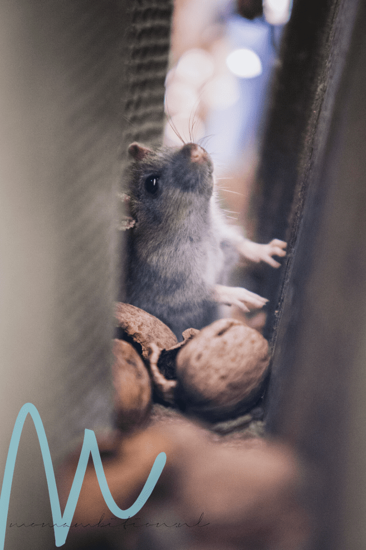 Help! Niet één muis maar een muizenplaag in huis! muizen bestrijden ongedierte